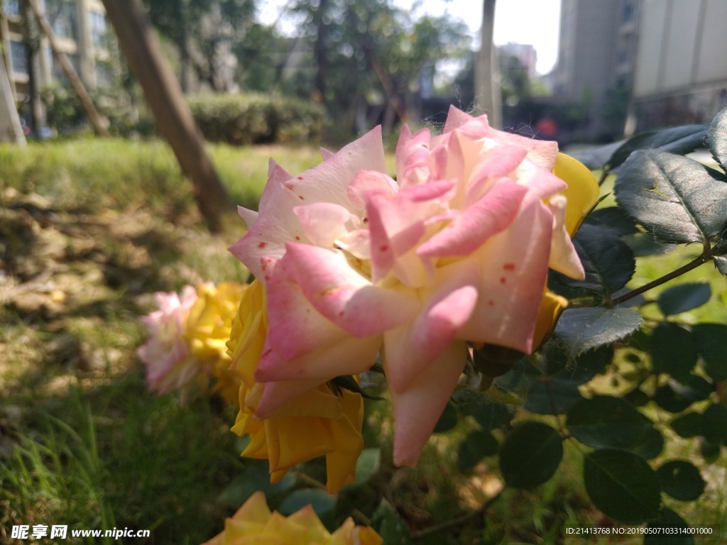 月季花朵花卉