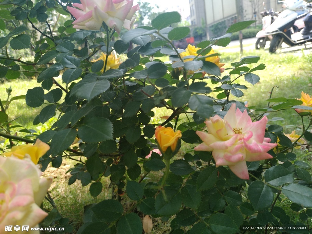 月季花朵花卉