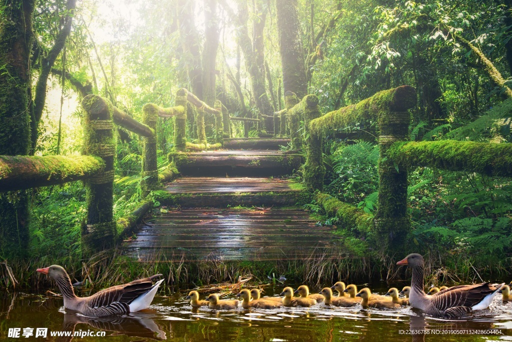 森林图片木桥图片创意图片8k图