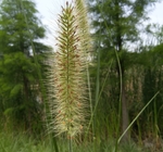 狗尾巴草