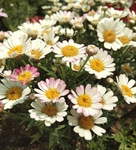 雏菊