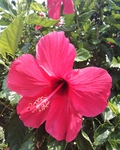 红色木槿花