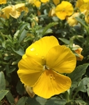 角堇花