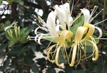 金银花