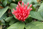 龙船花