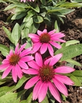 三朵翠菊