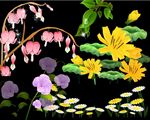 菊花  灯笼花 高清矢量