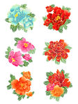 手绘牡丹  花卉  花朵