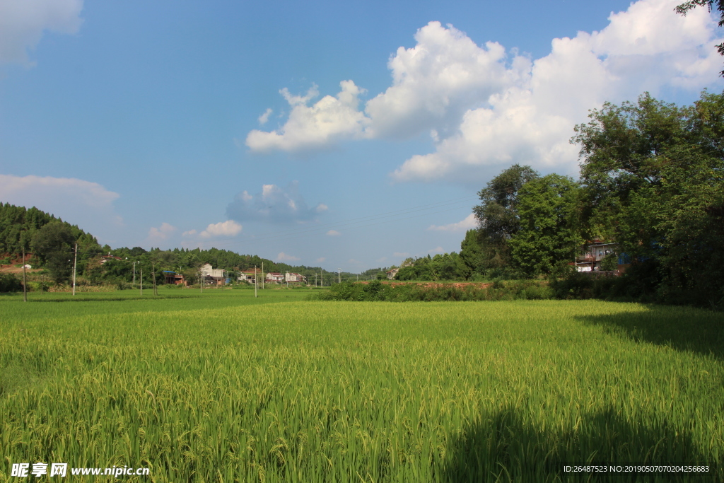 夏天 稻田 乡村 自然风景白云