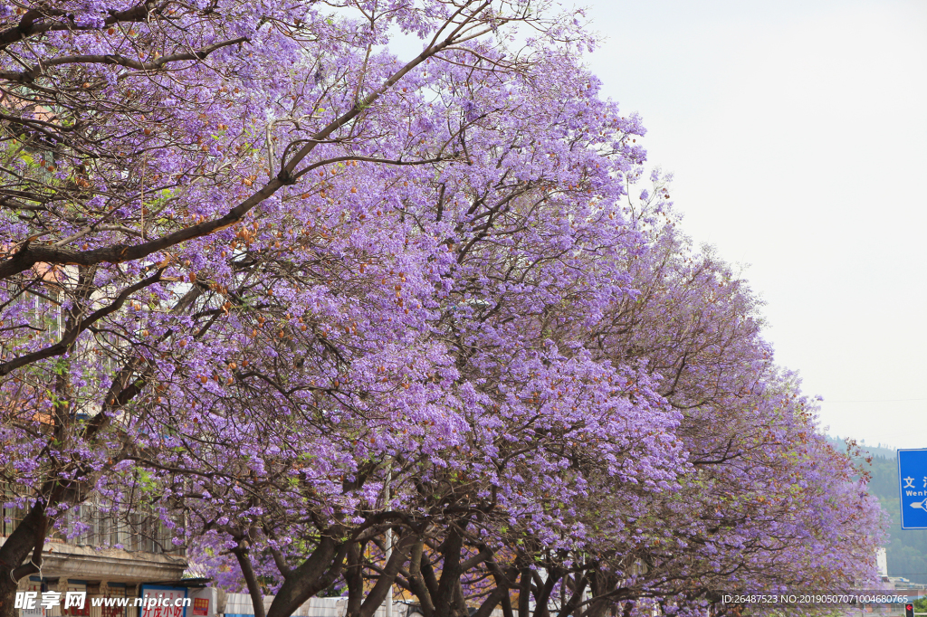 蓝花楹 街道 花树 缤纷