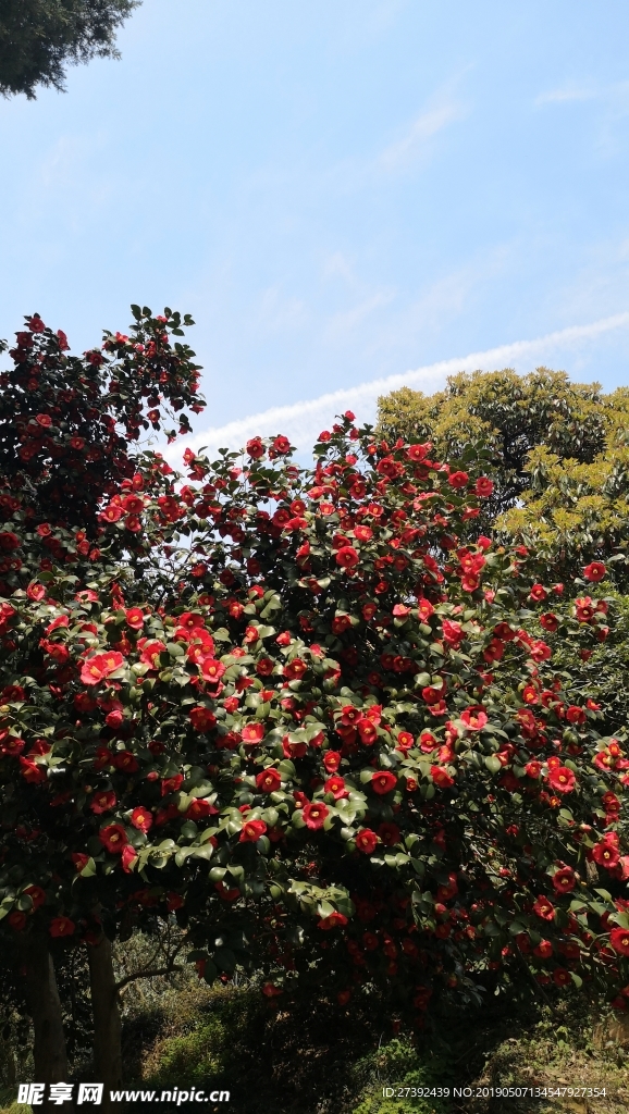 蓝天和山茶花树