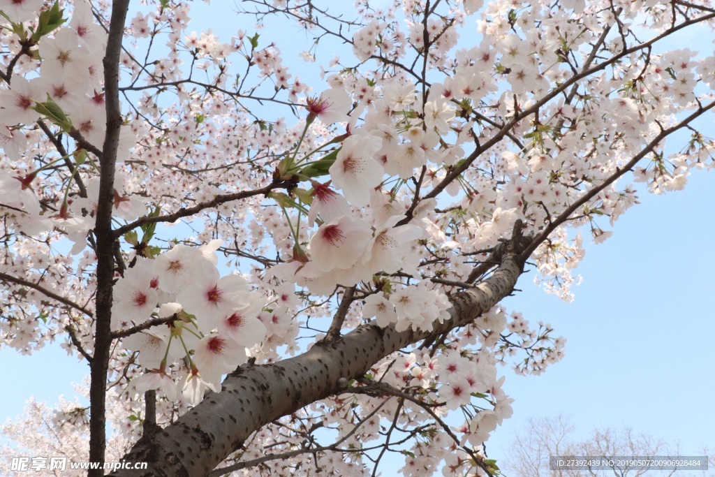 樱花