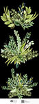 植物素材png