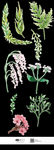 植物素材png