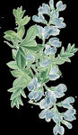 植物素材png