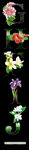 植物  素材  png  数字