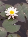 睡莲