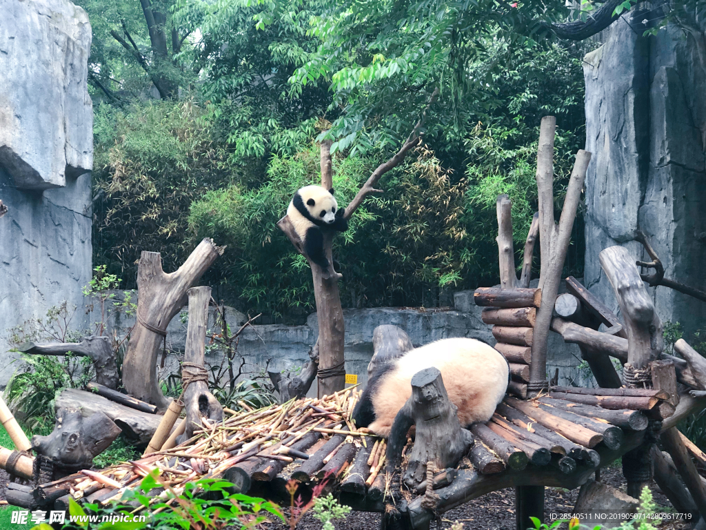 熊猫图片
