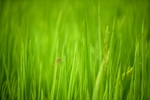 绿草