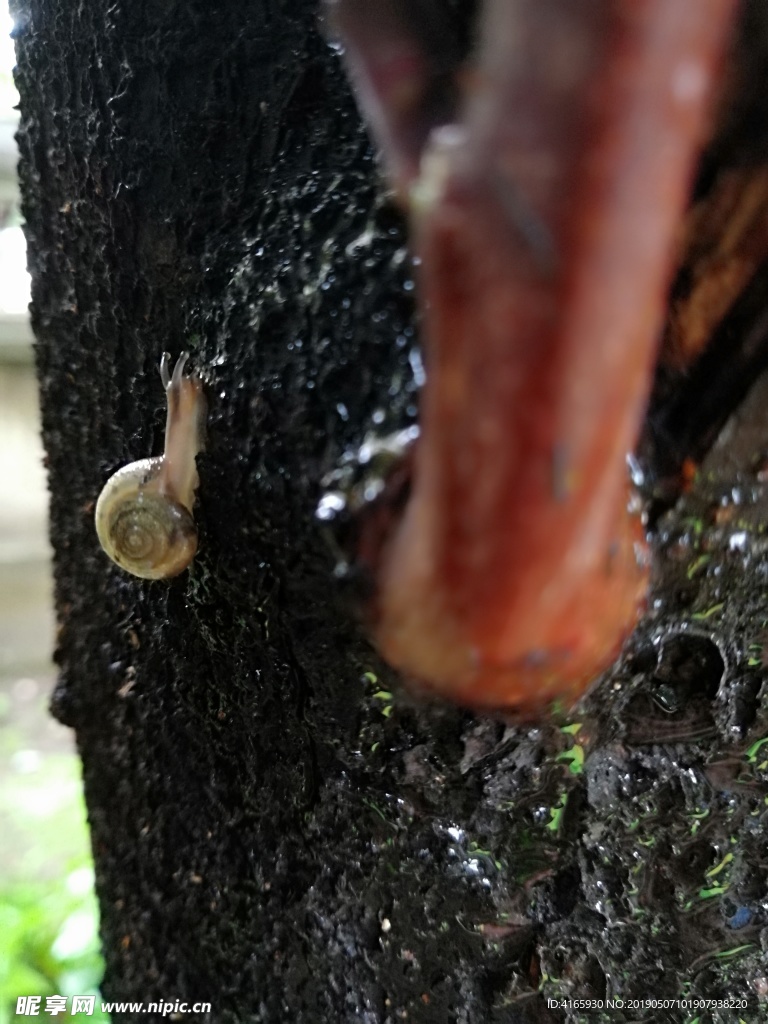 树木 蜗牛