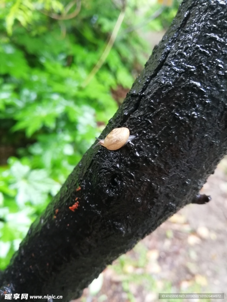 蜗牛