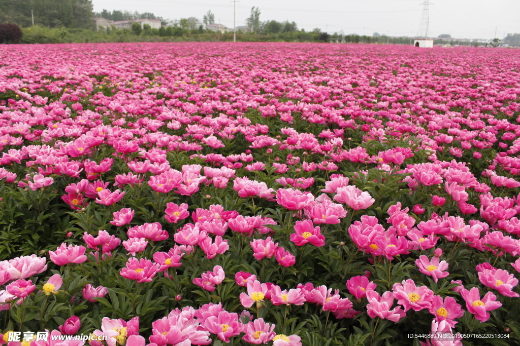 芍花 芍药花 芍药花海 亳州