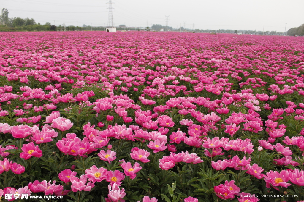 芍花 芍药花 芍药花海 亳州