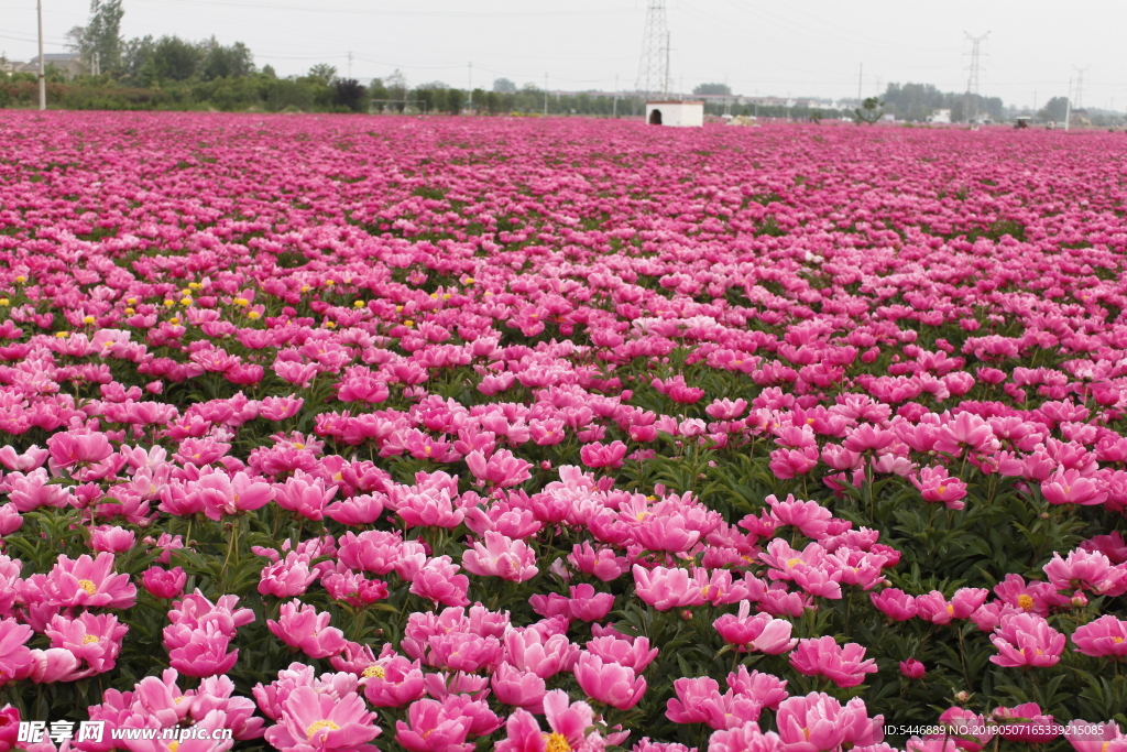 芍花 芍药花 芍药花海 亳州