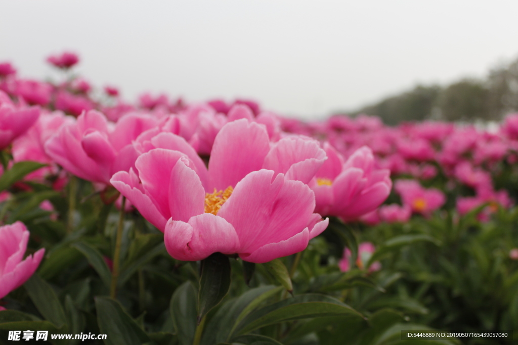 芍花 芍药花 芍药花海 亳州