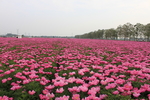 芍花 芍药花 芍药花海 亳州