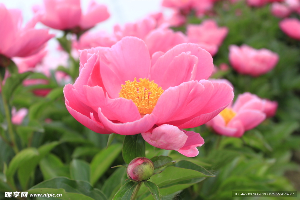 芍花 芍药花 芍药花海 亳州