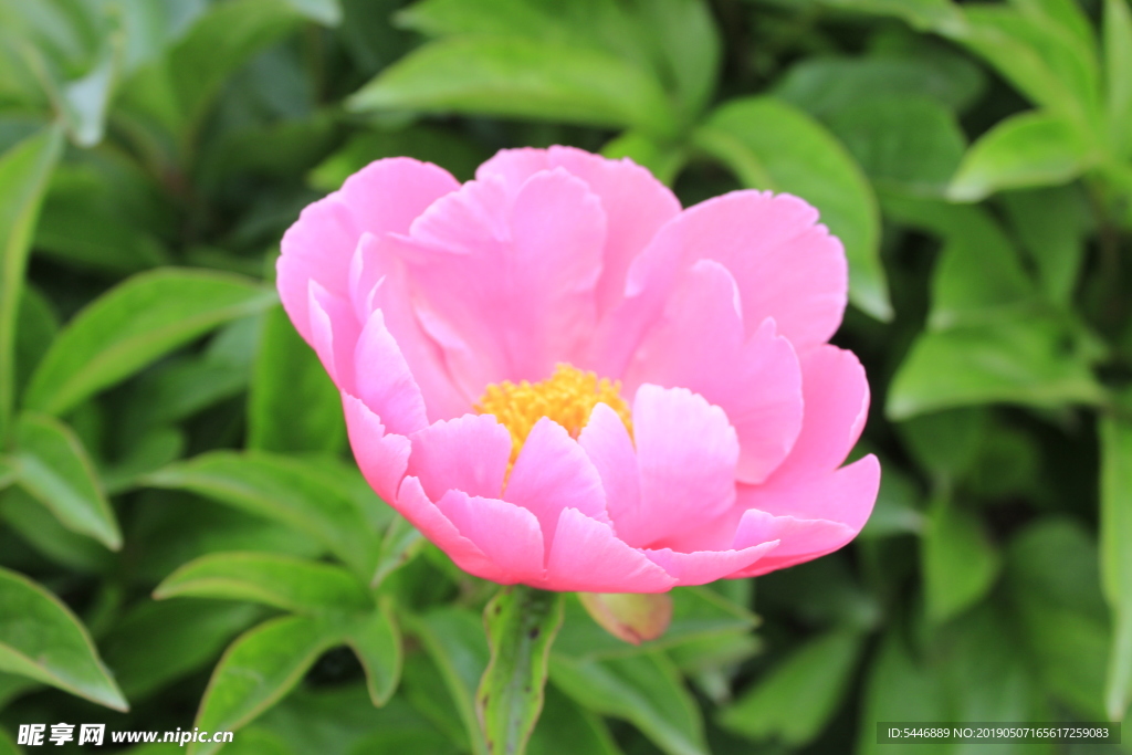 芍花 芍药花 芍药花海 亳州