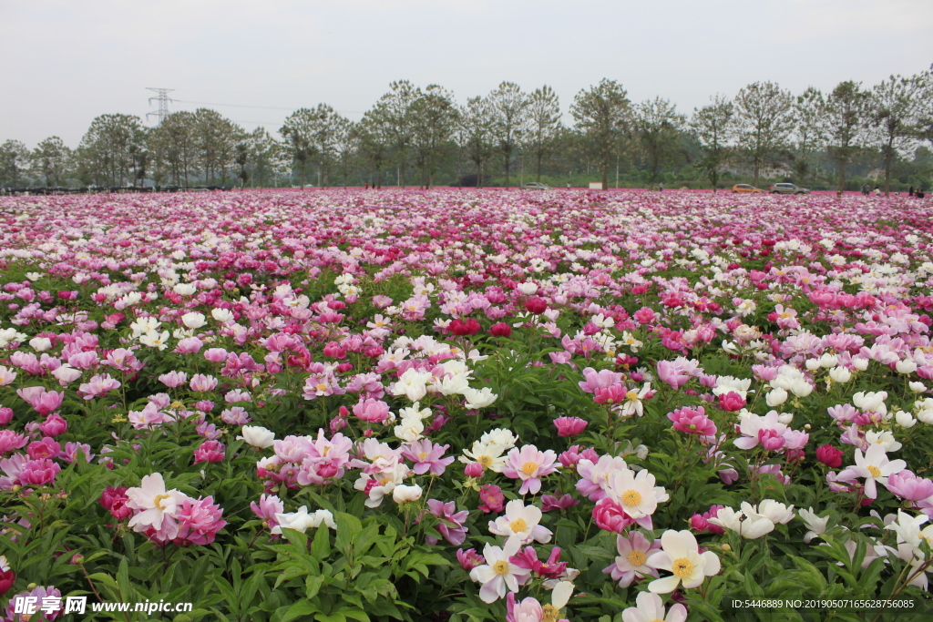 芍花 芍药花 芍药花海 亳州