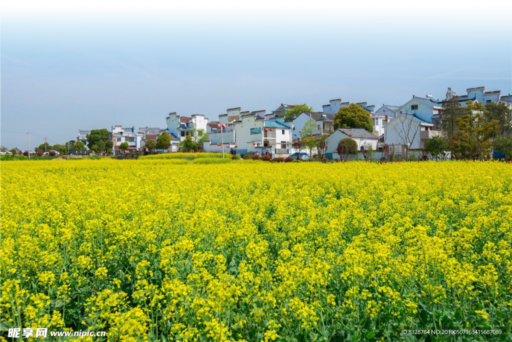 南京高淳油菜花