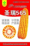 圣瑞565玉米种海报
