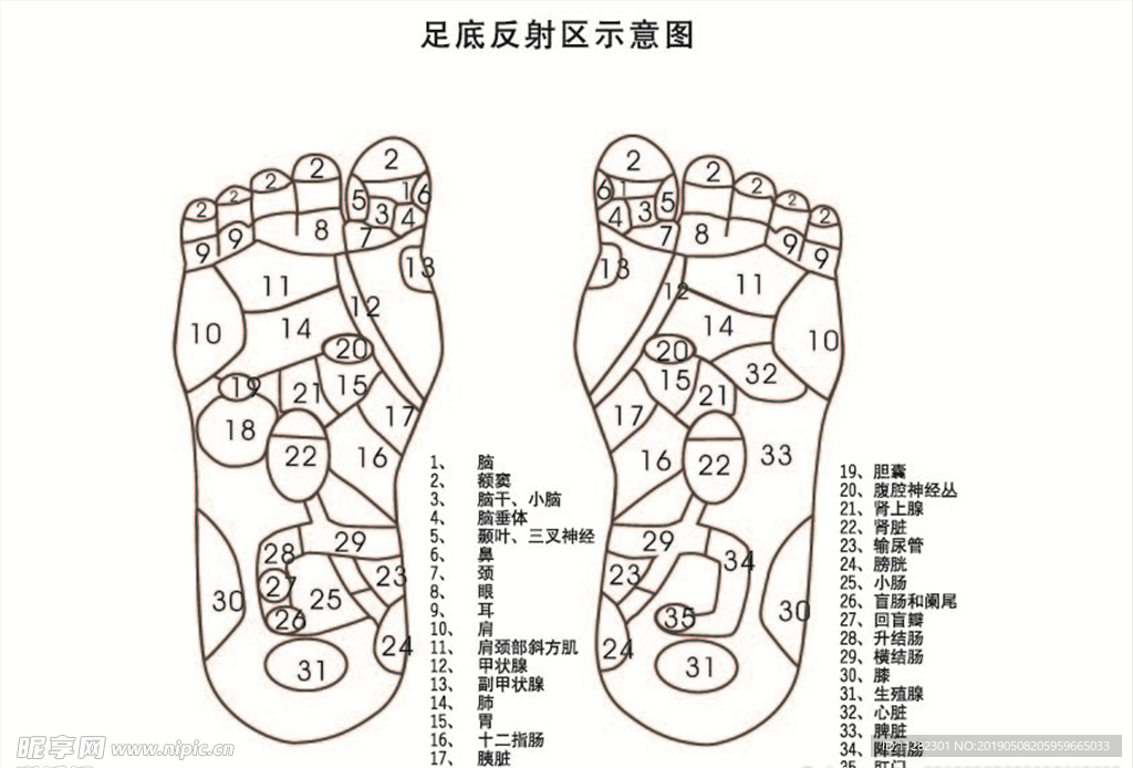 足底反射区示意图