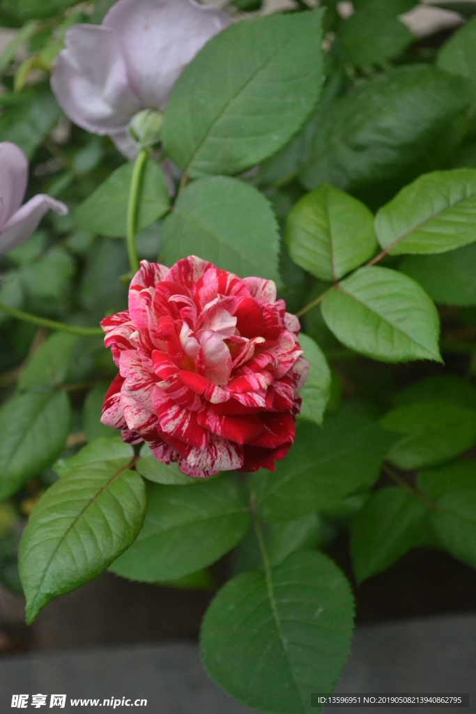 花 玫瑰 月季