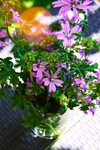 鲜花