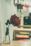 玫瑰花