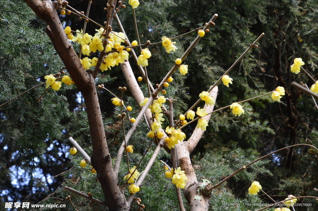 蜡梅花