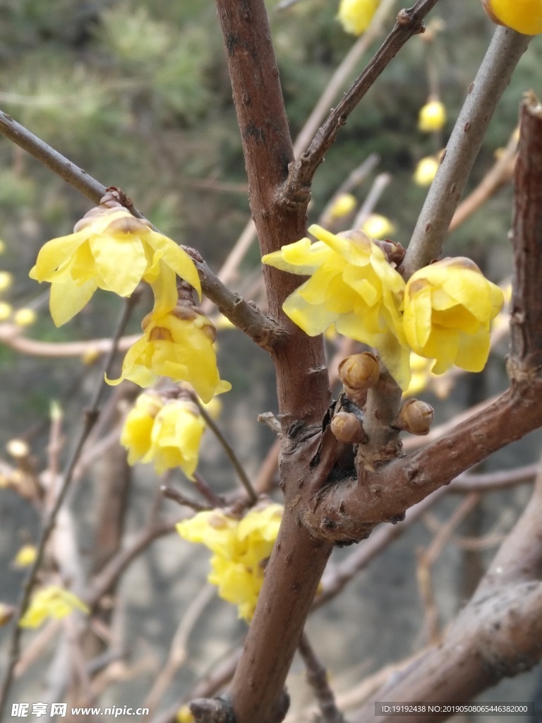 蜡梅花