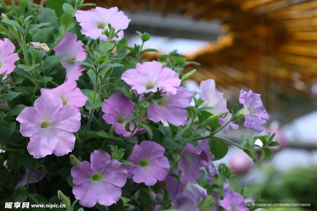 牵牛花