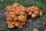 野生蘑菇真菌图片