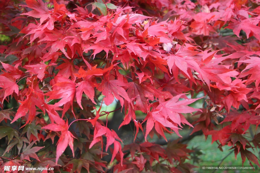 秋季红色枫叶图片