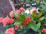 龙传花