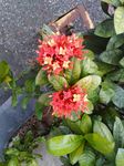龙传花
