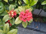 龙传花
