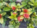 龙传花