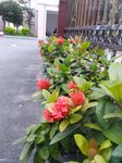 龙传花