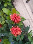 龙传花